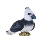 Rainforest Birds Harpy Eagle Stuffed Animal - 4.5