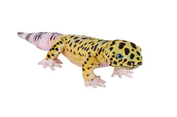 Living Earth Leopard Gecko Stuffed Animal - 24