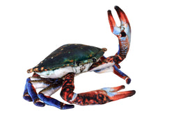 Living Earth Crab Stuffed Animal - 9