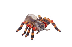 Living Earth Tarantula Stuffed Animal - 12